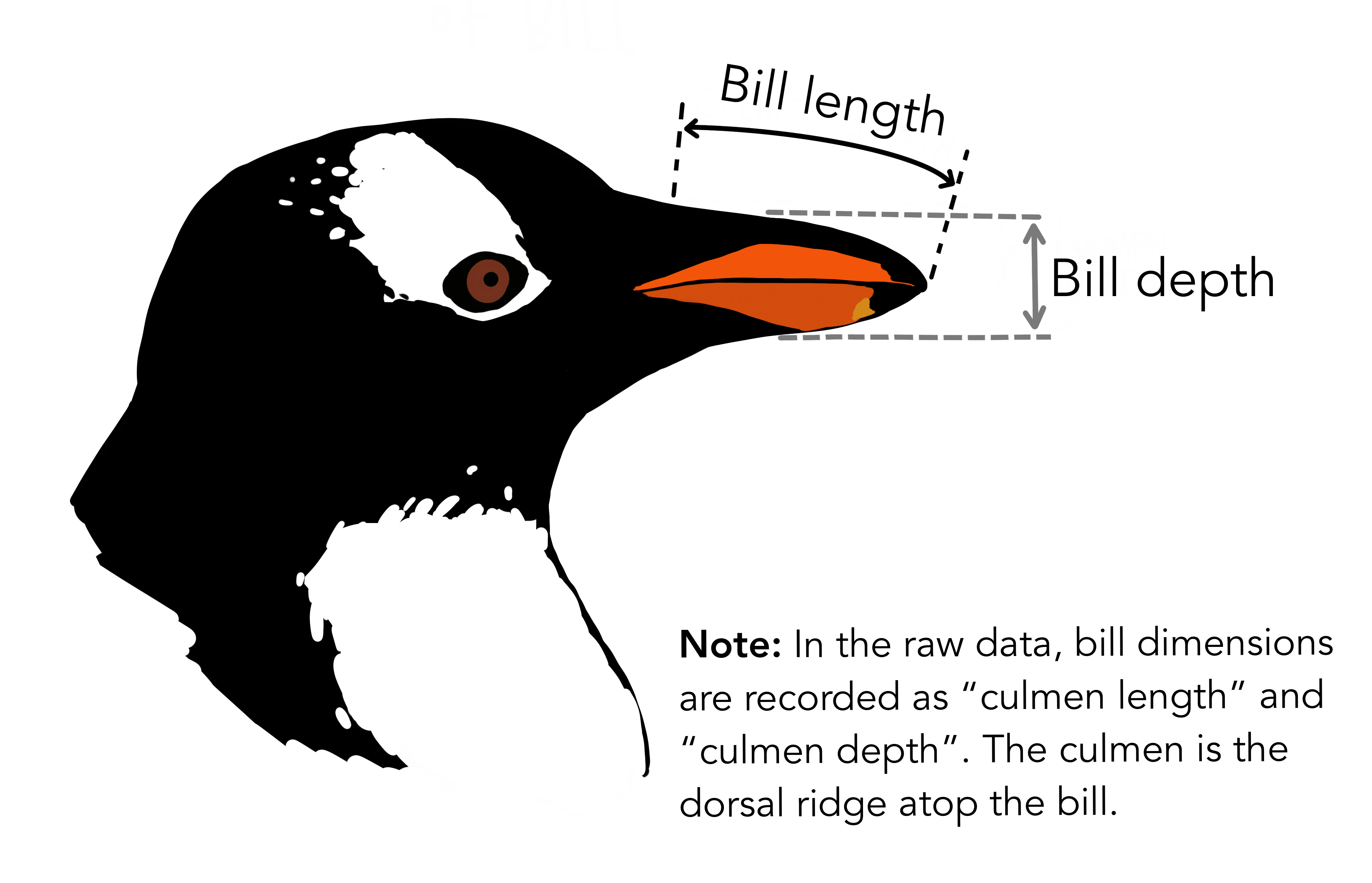 a cute image showing the bill length as the horizontal (sticking out from the face) length of the penguin bill, and the bill depth as the vertical (perpendicular to the ground) bill depth